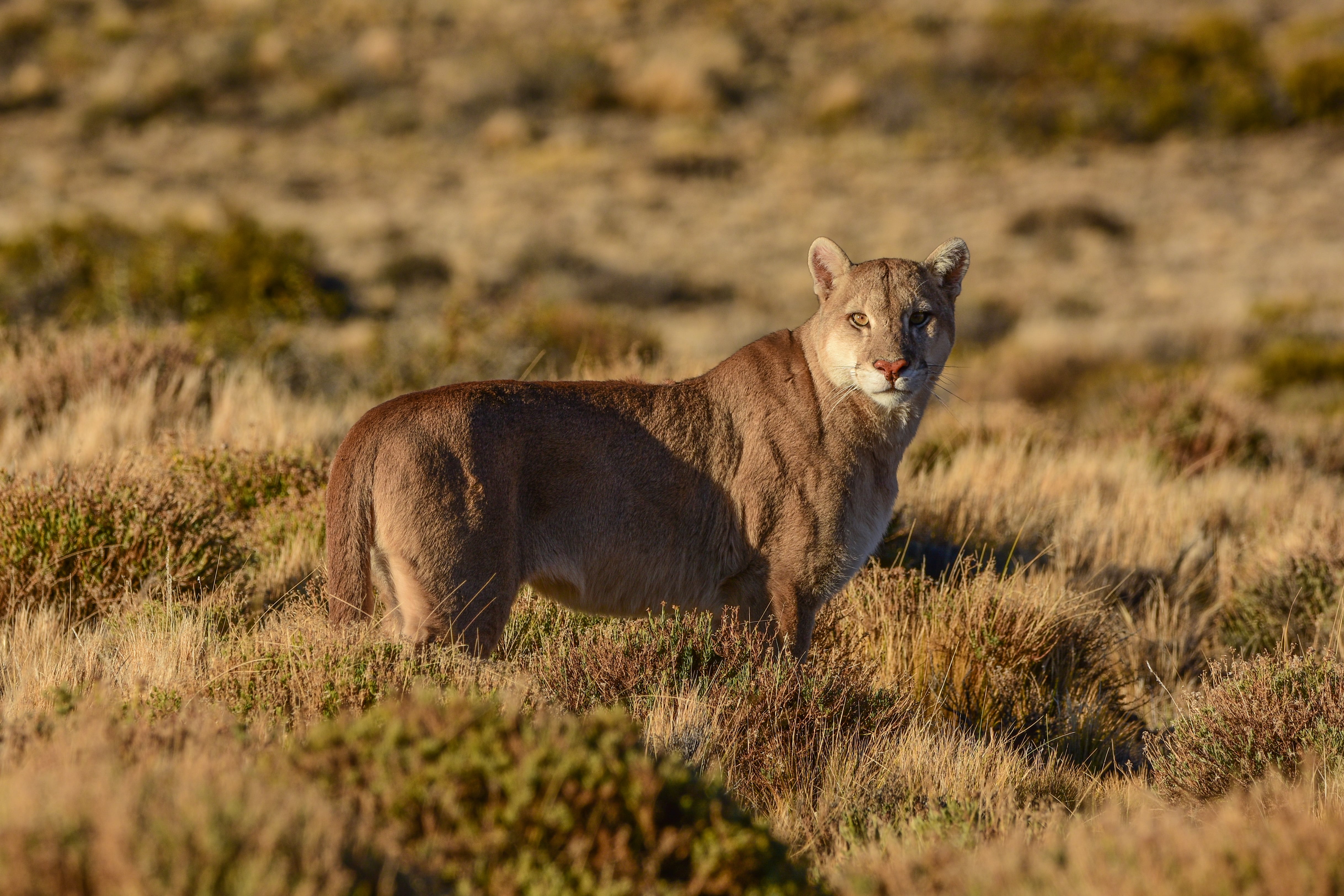 Los pumas no suelen ser agresivos con las personas. De hecho, tienden a evitar el contacto con los humanos (Foto/Rewilding Argentina)