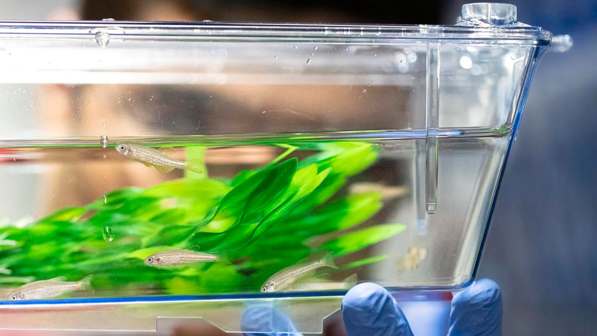 El pez cebra, con embriones transparentes y externos, permite analizar en tiempo real la coordinación y los patrones del desarrollo temprano/ Crédito ISTA