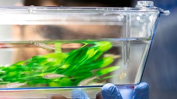 El pez cebra, con embriones