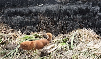 Refugio para perros fue evacuado tras el incendio en el cerro El Cable - crédito @humedalesbogota/X