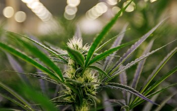 Las semillas de cannabis sativa provenían de un growshop de la ciudad de Madrid (Foto ilustrativa: Reuters)