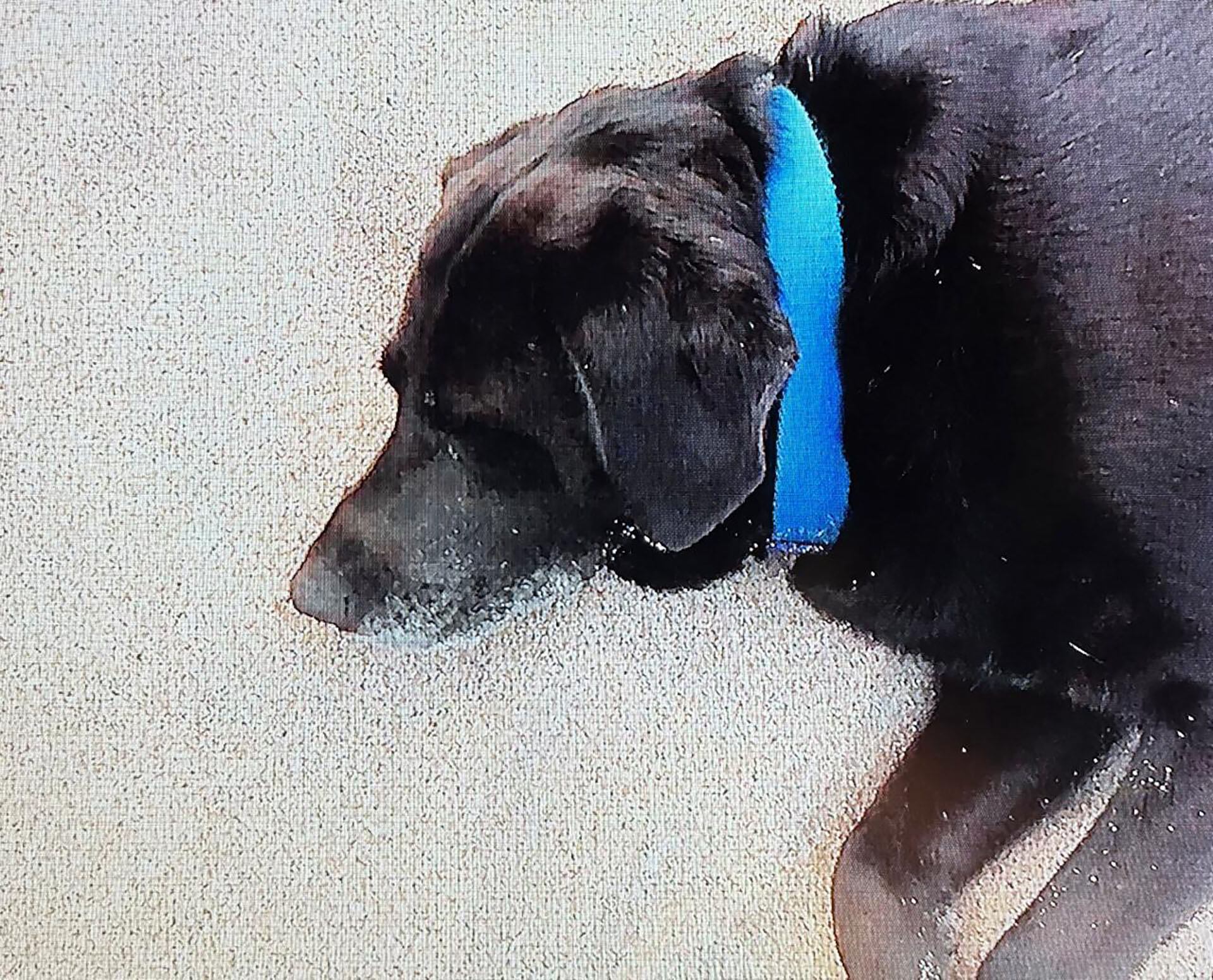 Rex era una cruza de labrador y perro callejero, que vivía a la vuelta de la casa donde ellos habían alquilado en Villa Gesell