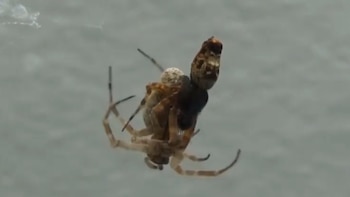 Araña macho salta por su vida