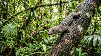 Un gecko tokay con manchas anaranjadas trepa por un tronco inclinado cubierto de musgo rodeado de abundante follaje verde.