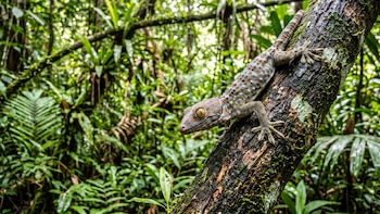 El secreto que guarda la piel del gecko y podría revelar nuevas formas de conservar agua en climas extremos