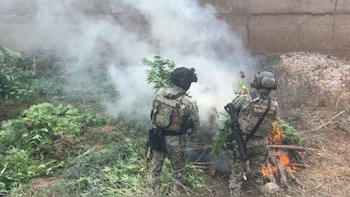 Así fueron incineradas las plantas en el sitio. Crédito: Marina