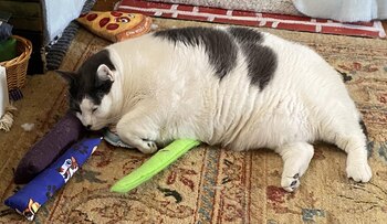 A través de la página