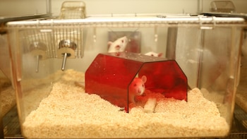 La denuncia en España muestra