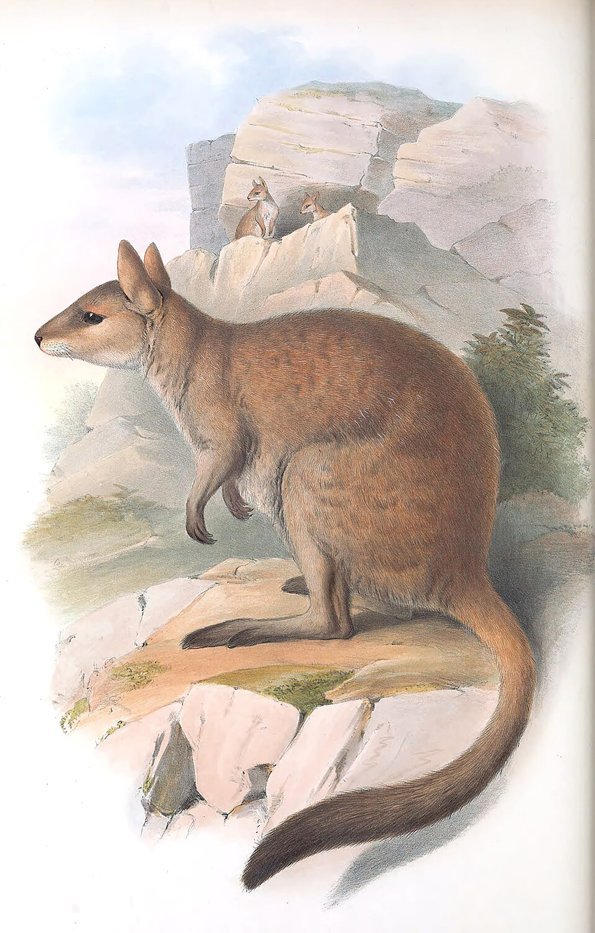Kimberley concentra pocos registros recientes de nabarlek y la especie había sido documentada en menos de diez lugares del continente
