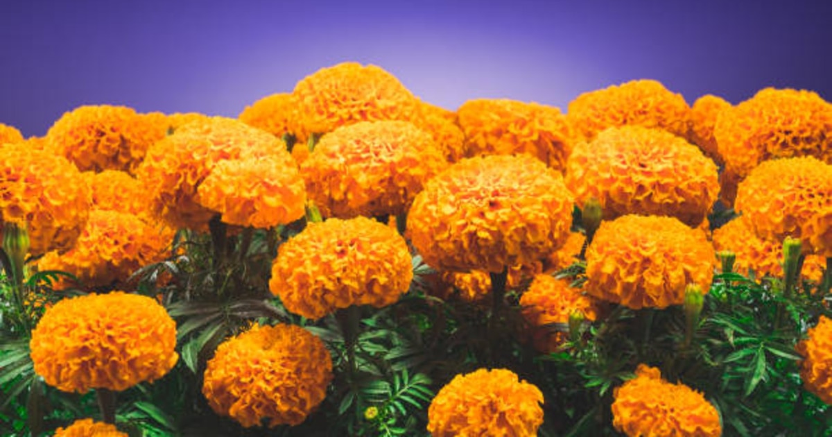 Quais são os usos medicinais da flor Mary Gold? Quais são os usos medicinais da flor Mary Gold?