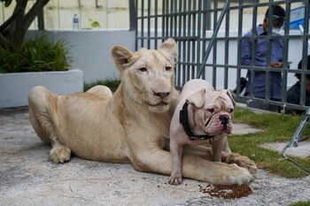 El periódico El Universal pidió