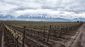 Hileras de vides con brotes verdes y postes de madera en un terreno agrícola, frente a montañas con nieve y un cielo con nubes grises.