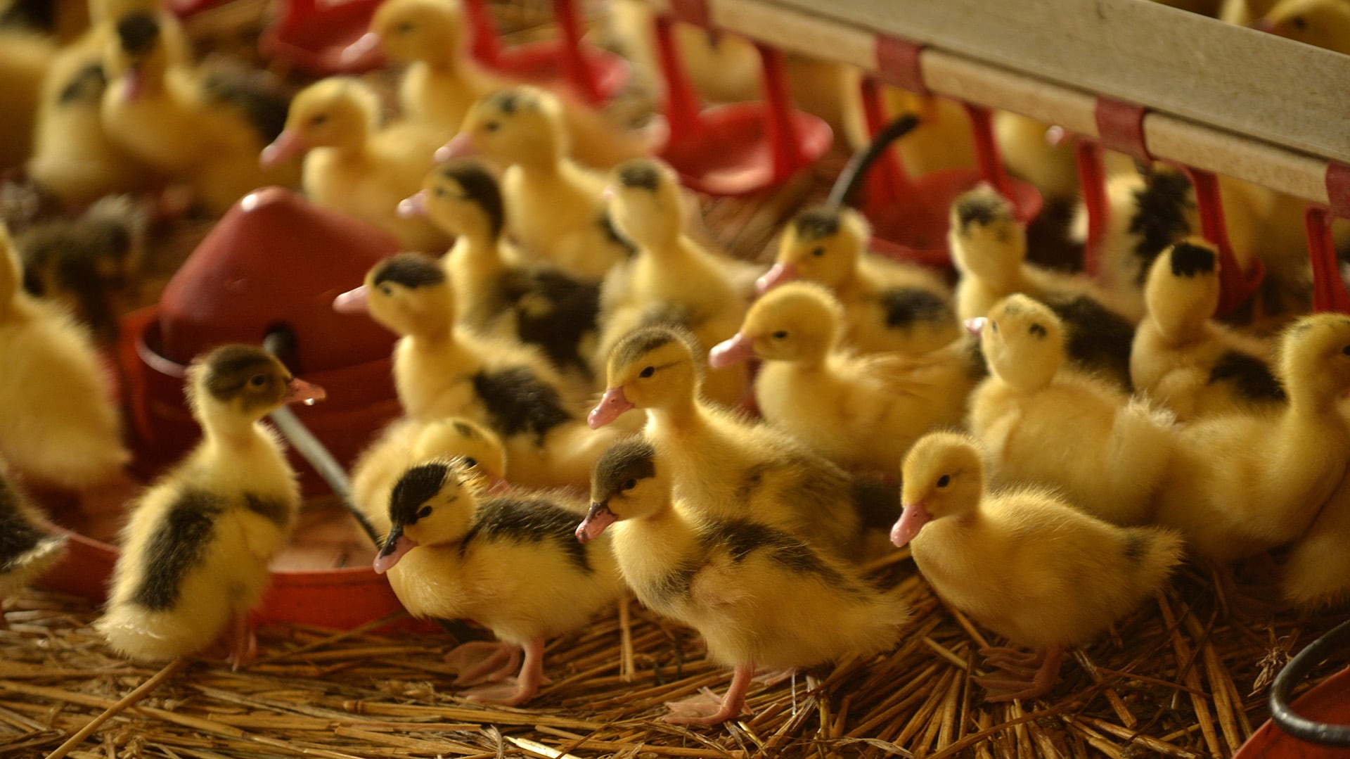 Ya existen vacunas para gripe aviar. Investigadores de la Universidad de Washington desarrollaron una nueva que es por vía nasal (AFP)