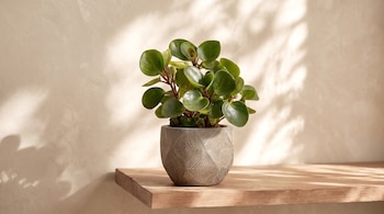 Planta con hojas verdes redondeadas en maceta gris de textura geométrica sobre un estante de madera junto a una pared beige con sombras.