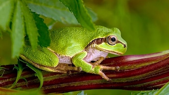 Las bacterias intestinales de una