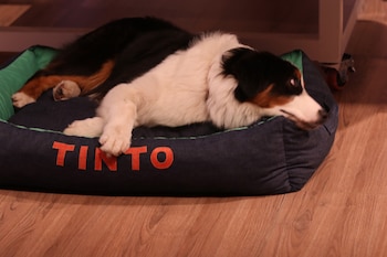 Pamela David lleva siempre a