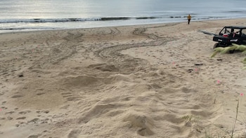 Primer nido de tortuga laúd registrado en Virginia marca un hito para la conservación marina