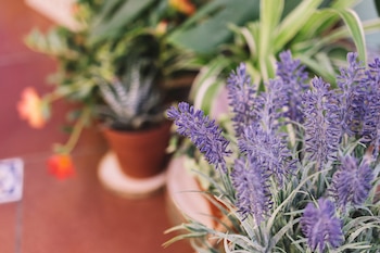Lavanda. (Magnific)