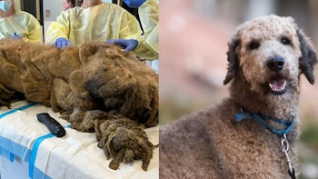 El cambio de Crawfish después