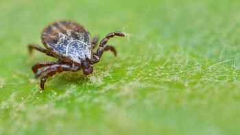 Crece en EEUU una rara