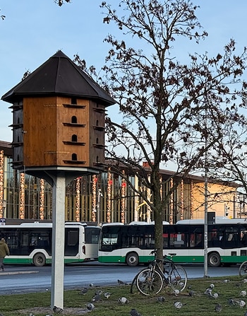 Un palomar de madera en un poste, con palomas en el césped, dos bicicletas junto a un árbol y autobuses urbanos al fondo