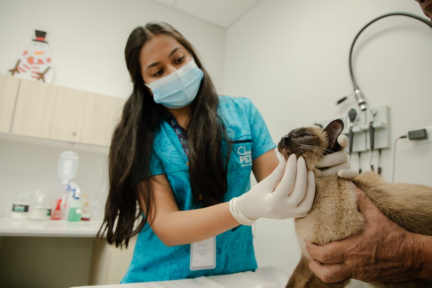 Un gato en una consulta veterinaria. (Chivo Pets)
