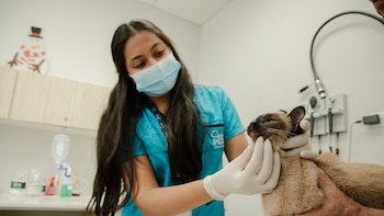 Alfredo Molina, veterinario: “Si puedes