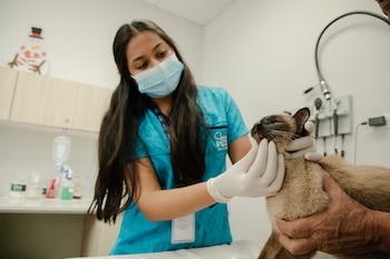 Un peluquero canino profesional recorta
