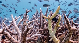 Un fenómeno vinculado al calentamiento global afectó a más del 50% de los arrecifes de coral del planeta