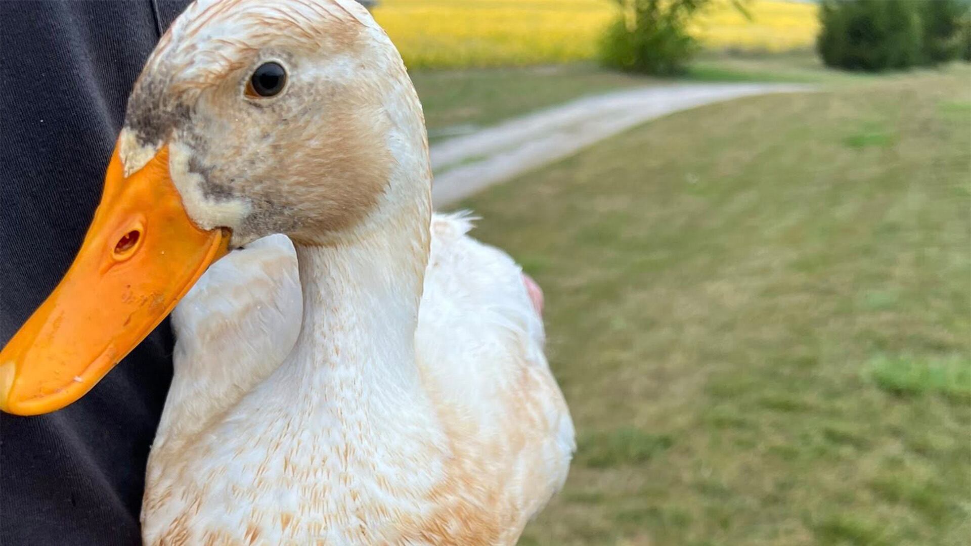 Matthew Lyson y su equipo responden al llamado para salvar a dos patos hambrientos y vulnerables, atrapados en una zona peligrosa y sin recursos suficientes. (Facebook: Michigan Duck Rescue and Sanctuary)