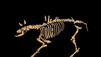 Hallado el esqueleto casi completo