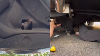 El gato asomándose por la