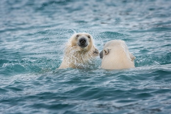 No se dejen engañar por
