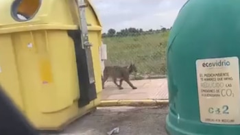 El municipio de Cabañas de Yepes, en la provincia de Toledo, se ha transformado en el nuevo hogar de Veneno