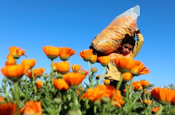También conocida como margarita, es