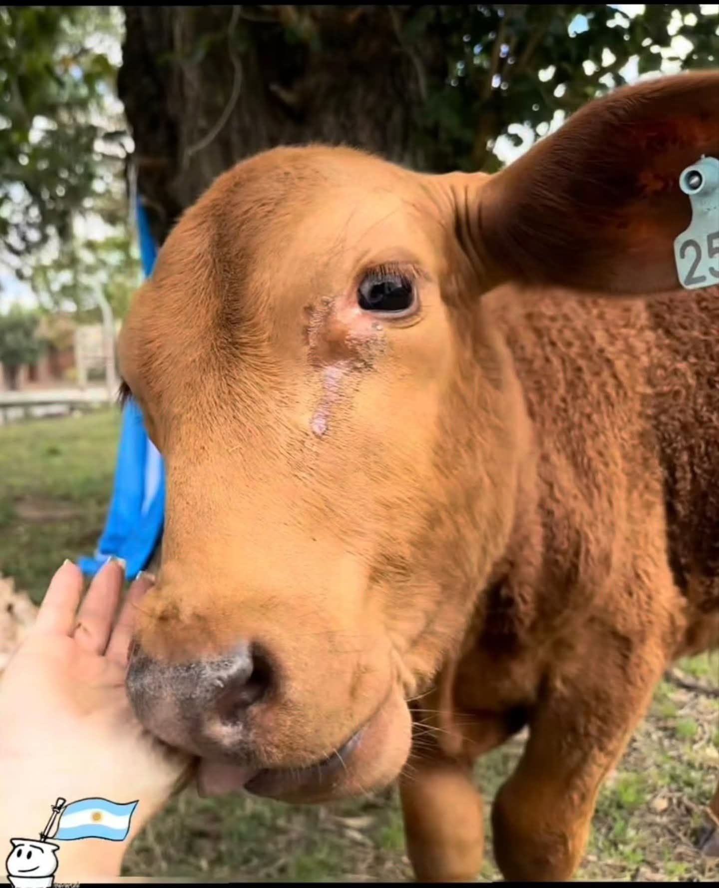 El brutal ataque al ternero incluyó maltrato extremo y dejó una profunda huella emocional en los alumnos y docentes del colegio (RH1 Radio Integración Hernando)