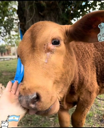 El brutal ataque al ternero