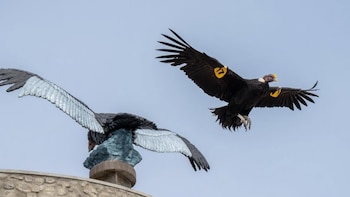 Un cóndor andino negro con marcas amarillas en las alas vuela en un cielo despejado, junto a una estatua de cóndor de alas plateadas sobre una base de piedra
