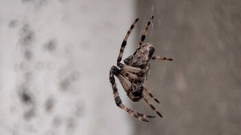 Estos hallazgos amplían el conocimiento