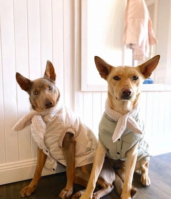 La ropa para las mascotas