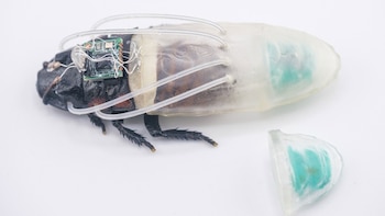 Traje impreso en 3D para insectos cyborgs