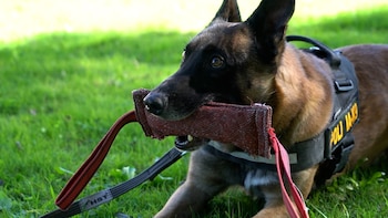 Drago, un perro policía uruguayo clave para incautar 118 kilos de paco