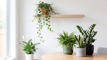 5 plantas de interior que absorben la humedad de tu casa y evitan que salga moho en las paredes