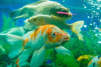 Fotografía cedida por la Secretaría