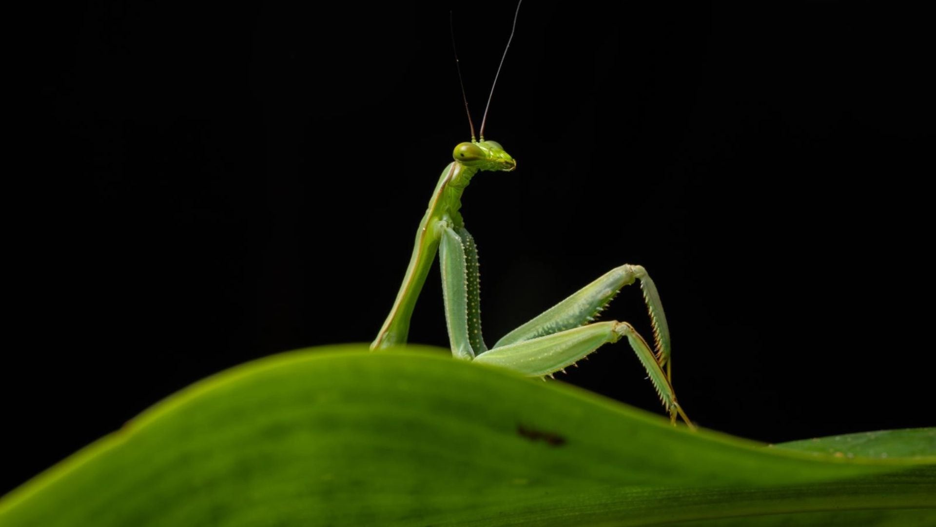 Sexy Mantis de Diego Pérez Romero