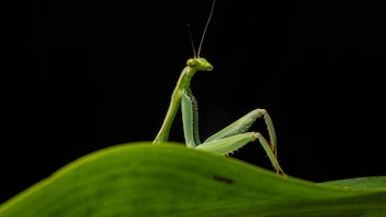 “Sexy Mantis”: fotógrafo peruano captura en Cusco una curiosa imagen y llega a la final de los Nikon Comedy Wildlife Awards 2026