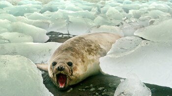 La capa de hielo marino