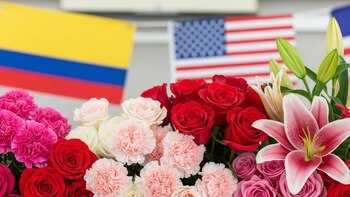 Las flores colombianas rompieron récords en el Día de la Madre y dominan exportaciones hacia Estados Unidos, pese a presión de costos y aranceles