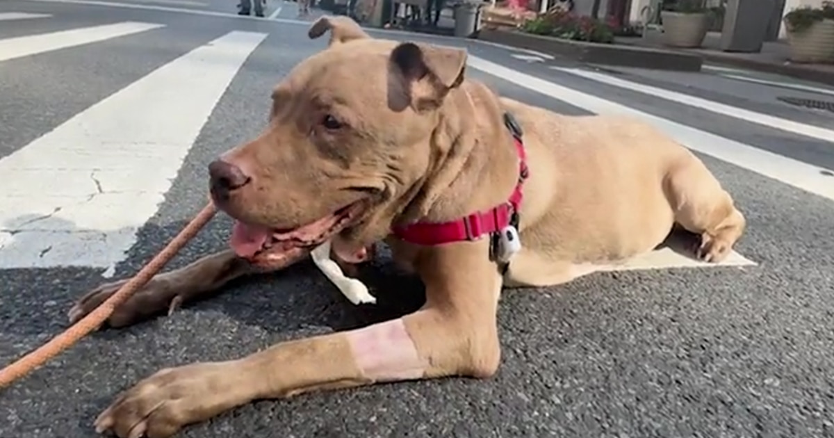 Familia regresa a mascota con cáncer terminal al refugio; pero su historia dio un giro inesperado