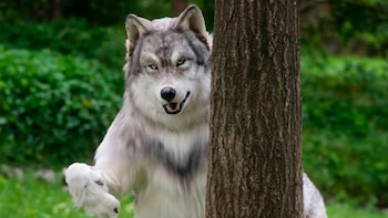 Hombre lobo, traje realista, Japón, Toco, lobos, animales, mascotas